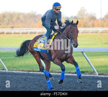 Lexington, Kentucky, USA. 29. Oktober 2015. 29. Oktober 2015: Amerikanisches Pharoah, von Bob Baffert geschult und im Besitz von Zayat Stables, LLC, Übungen in Vorbereitung auf den Breeders' Cup Classic bei Keeneland Race Track in Lexington, Kentucky am 29. Oktober 2015. Jon Durr/ESW/CSM/Alamy Live-Nachrichten Stockfoto