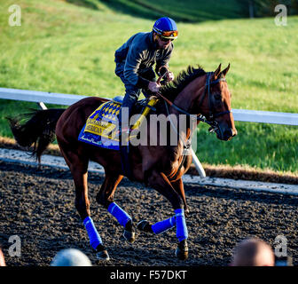 Lexington, Kentucky, USA. 29. Oktober 2015. 29. Oktober 2015: Amerikanisches Pharoah, von Bob Baffert geschult und im Besitz von Zayat Stables, LLC, Übungen in Vorbereitung auf den Breeders' Cup Classic bei Keeneland Race Track in Lexington, Kentucky am 29. Oktober 2015. John Voorhees/ESW/CSM/Alamy Live-Nachrichten Stockfoto