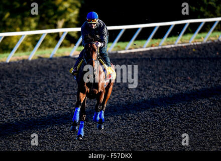 Lexington, Kentucky, USA. 29. Oktober 2015. 29. Oktober 2015: Amerikanisches Pharoah, von Bob Baffert geschult und im Besitz von Zayat Stables, LLC, Übungen in Vorbereitung auf den Breeders' Cup Classic bei Keeneland Race Track in Lexington, Kentucky am 29. Oktober 2015. John Voorhees/ESW/CSM/Alamy Live-Nachrichten Stockfoto