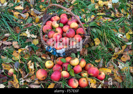 Frisch gepflückt Cox Äpfeln (Malus Domestica) in Korb auf herbstliche Wiese, Middle Franconia, Bayern, Deutschland Stockfoto