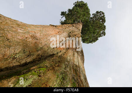 Sequoiadendron Giganteum, Wellingtonia oder riesigen Redwood. Skywards, dem Stamm anzeigen Sussex. VEREINIGTES KÖNIGREICH. Stockfoto