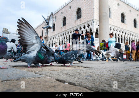 Tauben in Saint Markusplatz, Venedig, Italien Stockfoto