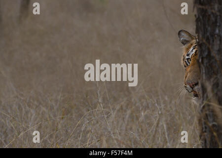 PEEK A BOO Stockfoto