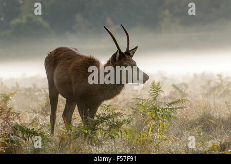 Young Red Deer buck Weiden bei Sonnenaufgang. Stockfoto