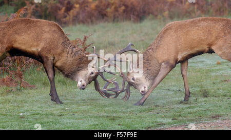 Paar von Red Deer rut Hirsche (Cervus Elaphus) Kampf, Duell oder sparring an einem klaren Morgen. Stockfoto