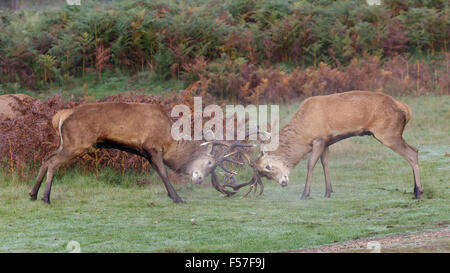 Paar von Red Deer rut Hirsche (Cervus Elaphus) Kampf, Duell oder sparring an einem klaren Morgen.