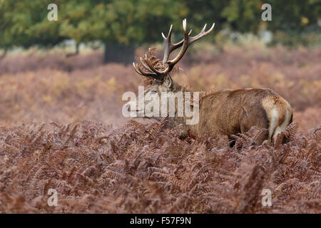Red Deer rut Hirsch (Cervus Elaphus) unter die Bracken im Herbst. Stockfoto
