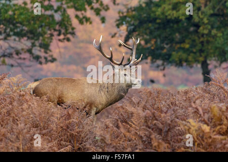 Rotwild-Hirsch unter den Bracken im Herbst. Stockfoto