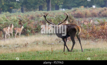 Red Deer rut Hirsch (Cervus Elaphus) hüten Aufrundung seine erhaschte Weibchen oder hinds Stockfoto