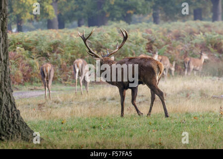 Red Deer rut Hirsch (Cervus Elaphus) Rundung hüten sich seine erhaschte Hinds oder Weibchen. Stockfoto