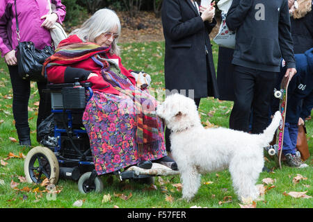 London, UK. 29. Oktober 2015. Baroness Masham von Ilton mit ihrem Hund Teddybären, eine Soft – Coated Wheaten Terrier. Mitglieder des Parlaments und ihre Hunde Pfoten für einen Sieg in der jährlichen Westminster Dog of the Year Wettbewerb organisiert von Dogs Trust und der Kennel Club. Bildnachweis: Lebendige Bilder/Alamy Live-Nachrichten Stockfoto