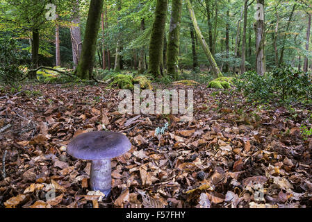 Cortinarius Webcap violaceus (Violett) wachsen auf den Waldboden im New Forest. Stockfoto