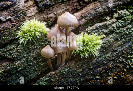 Mycena Galericulata (gemeinsame Motorhaube) auf gefallenen Baumstamm wächst. Stockfoto