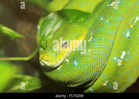 Grüne Boa oder grüne Baumpython (Morelia Viridis) in Nord-Australien Stockfoto