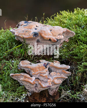 Velvet Zahn Pilz (Hydnellum spongiosipes) Stockfoto