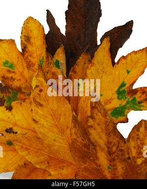Herbst, Blätter, gelb, Ocker, Rost, braun, grün, weiß Stockfoto