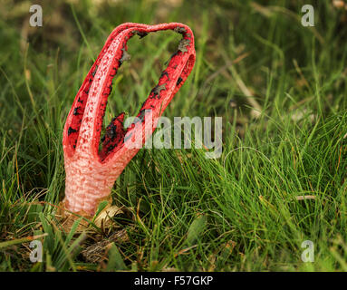 Clathrus archeri (Devil's Finger) manchmal genannt Octopus Exemplar des Gemeinen Stinkmorchels Stockfoto