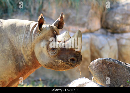 Schwarze Nashorn (Diceros Bicornis) Stockfoto