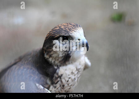 Saker Falcon (Falco Cherrug) Nahaufnahme Stockfoto