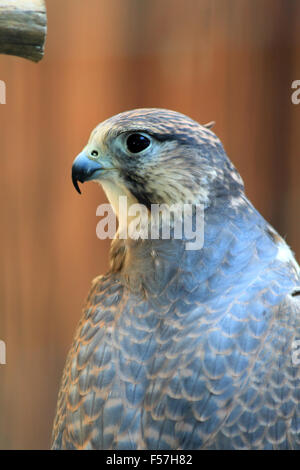 Saker Falcon (Falco Cherrug) Nahaufnahme Stockfoto