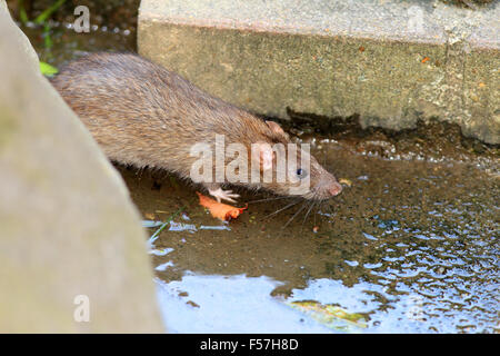 Norwegen-Ratte (Rattus Norvegicus) in Japan Stockfoto