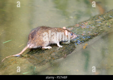 Norwegen-Ratte (Rattus Norvegicus) in Japan Stockfoto