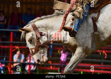 Eine Nahaufnahme Bild von einem Ruckeln Sattel Bronc Pferd in ein outdoor-Arena in westlichen Alberta, Kanada. Stockfoto