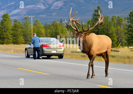 Eine große Bull Elk Cervus Elaphus, Kreuzung Highway 16 in Jasper Nationalpark Alberta Kanada Stockfoto