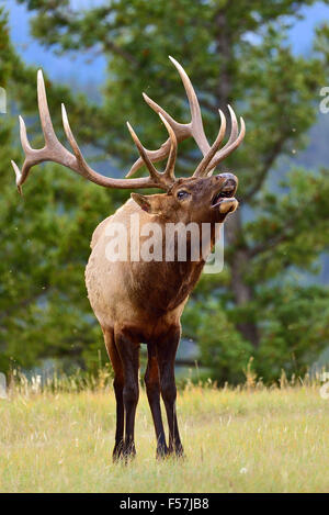 Ein big Bull Elk Cervus Elaphus, fordern ein Weibchen in der Brunftzeit im Jasper-Nationalpark Alberta Kanada Stockfoto