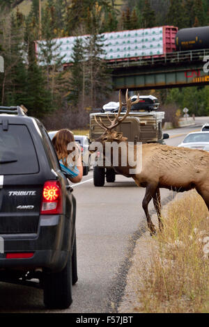 Eine Stier Elch Kreuzung an einer belebten Straße im Jasper National Park wie ein junger Fotograf versucht, ein Bild zu machen Stockfoto