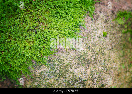 Bild von Moos auf einem Stein. Hintergrundtextur. Stockfoto