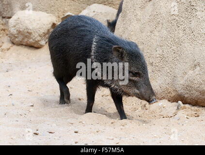 Halsband Peccary (Pecari Tajacu) vorbei. Eingeborener nach Nord-, Mittel- und Südamerika Stockfoto