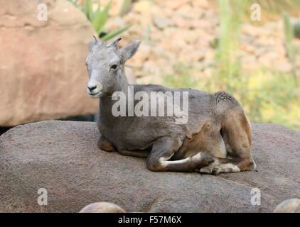 Weibliche nordamerikanische Dickhornschaf (Ovis Canadensis) ruht auf einem Felsen in der Wüste Stockfoto