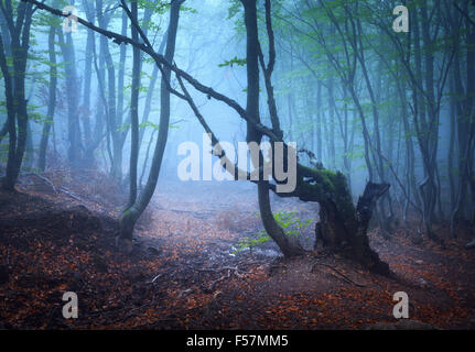 Wanderweg durch einen mysteriösen dunklen alten Wald im Nebel. Herbstmorgen auf der Krim. Magische Atmosphäre. Märchen Stockfoto