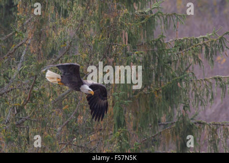 Ein Weißkopfseeadler gleitet von seinem Barsch, einen Fisch zu fangen. Stockfoto