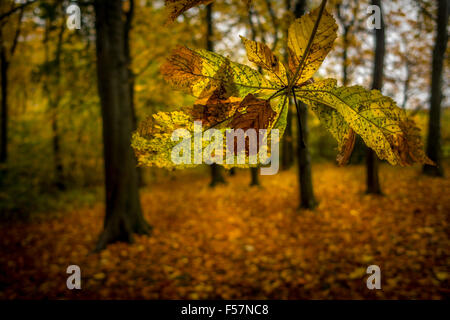 Konzentrieren Sie sich auf ein herbstliches Blatt in den Wäldern von Yorkshire Trees, Großbritannien Stockfoto