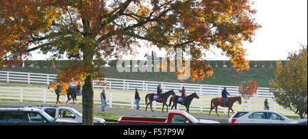 29. Oktober 2015 - Lexington, KY, USA - mehrere Breeders' Cup Pferde zurück zu den Bars zwar andere Pferd arbeitete auf dem Hauptgleis während des morgendlichen Trainings bei Keeneland Race Course in Lexington, Kentucky, Donnerstag, 29. Oktober 2015. Breeders' Cup läuft Freitag und Samstag. Amerikanisches Pharoah hatte seinen ersten Auftritt bei Keeneland heute, wie er auf der Trainingsstrecke gearbeitet. Foto von Charles Bertram | Personal. (Kredit-Bild: © Lexington Herald-Leader über ZUMA Draht) Stockfoto