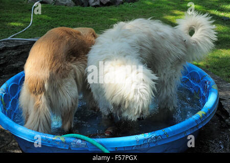 Zwei Hunde im Kinderbecken spielen. Stockfoto
