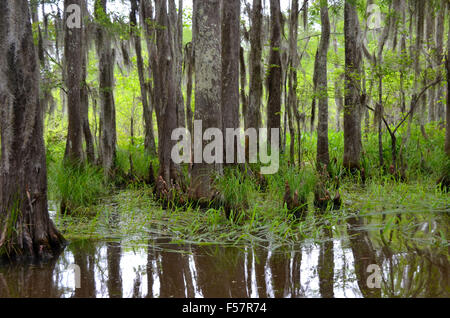 Spanish Moss von Zypressen in Louisiana Bayou Sumpf hängen. Stockfoto