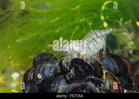 Europäischen Rock Shrimps, Garnelen Rockpool, Weiblich, Felsengarnele, Steingarnele, Weibchen, Palaemon Elegans, Palaemonella Gracilis Stockfoto