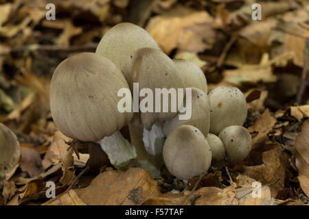 Gemeinsamen Tinte GAP, Inky Cap, Grauer Falten-Tintling, Grauer Faltentintling, Coprinopsis Atramentaria, Coprinus atramentarius Stockfoto