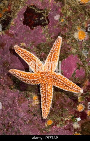 Gemeinsamen Seestern, gemeinsame Seestern, Seestern, Gemeiner Seestern, Asterias Rubens-Seestern, L'Étoile de mer Stockfoto