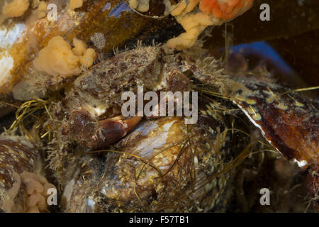 Borstigen Krabbe, behaarte schwarze Krabbe, borstigen Xanthid Krabbe, Europäische Borstenkrabbe, Borsten-Krabbe, Haarkrabbe, dargestellt hirtellus Stockfoto