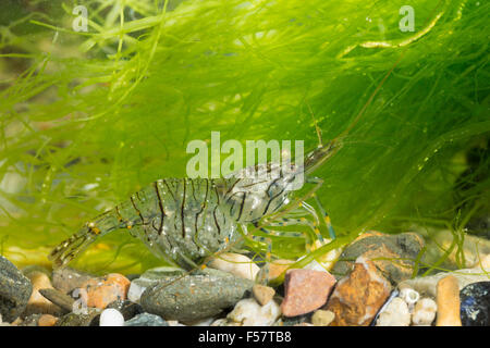 Europäischen Rock Shrimps, Garnelen Rockpool, Weiblich, Felsengarnele, Steingarnele, Weibchen, Palaemon Elegans, Palaemonella Gracilis Stockfoto