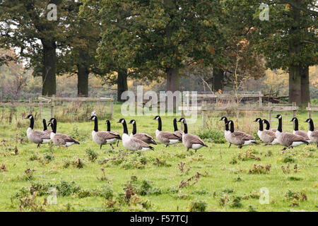 Kanadagänse auf Ackerland, England, UK Stockfoto