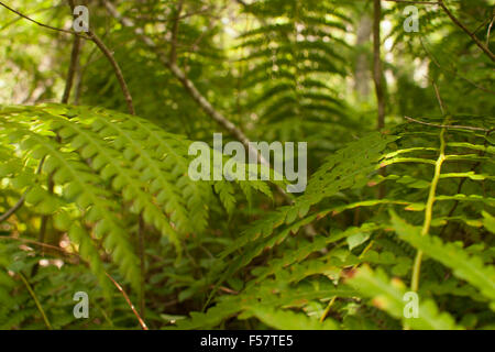 Farne in Orono Moor, Teil von Bangor, Maine Orono Land Trust. Stockfoto