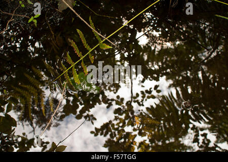 Wasser und Pflanzen in Orono Moor, Teil von Bangor, Maine Orono Land Trust. Stockfoto