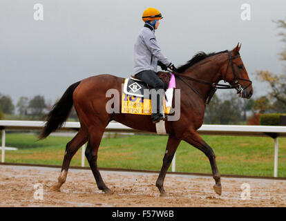 Lexington, KY, USA. 28. Oktober 2015. 28. Oktober 2015: Keen Eis, ausgebildet von Dale Romans, und im Besitz von Donegal Racing, wird in des Züchters Cup Classic eingetragen. Candice Chavez/ESW/CSM/Alamy Live-Nachrichten Stockfoto