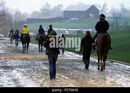 Lexington, KY, USA. 28. Oktober 2015. 28. Oktober 2015: Des Züchters Cup Hoffnungsträger Weg zurück in die Scheune im Regen nach Frühsport. Candice Chavez/ESW/CSM/Alamy Live-Nachrichten Stockfoto