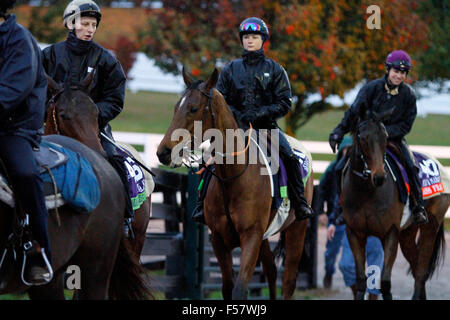 Lexington, KY, USA. 28. Oktober 2015. 28. Oktober 2015: Glauben machen, Esoterique und Miss France Überschrift zurück in den Stall nach ihrer morgendlichen Workout auf der Trainingsstrecke. Candice Chavez/ESW/CSM/Alamy Live-Nachrichten Stockfoto